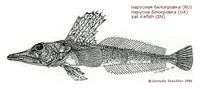 Sail icefish (Channichthys velifer)