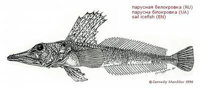 Sail icefish (Channichthys velifer)