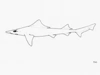 Sailback houndshark (Gogolia filewoodi)