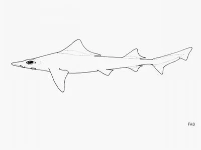 Sailback houndshark (Gogolia filewoodi)