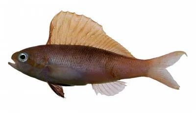 Sailfin anthias (Rabaulichthys altipinnis)