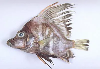 Sailfin armourhead (Histiopterus typus)