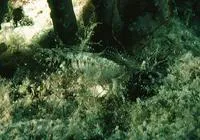 Sailfin blenny (Emblemaria pandionis)