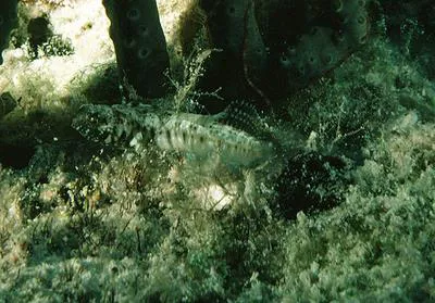 Sailfin blenny (Emblemaria pandionis)