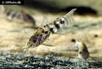 Sailfin corydoras (Scleromystax macropterus)