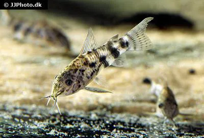 Sailfin corydoras (Scleromystax macropterus)