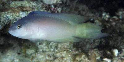 Sailfin dottyback (Oxycercichthys veliferus)