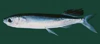 Sailfin flyingfish (Parexocoetus brachypterus)