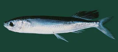 Sailfin flyingfish (Parexocoetus brachypterus)