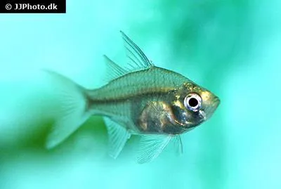 Sailfin glass perchlet (Ambassis agrammus)