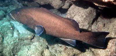 Sailfin grouper (Mycteroperca olfax)