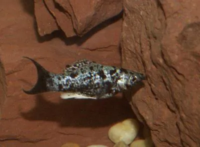 Sailfin molly (Poecilia latipinna)