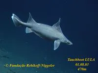 Sailfin roughshark (Oxynotus paradoxus)