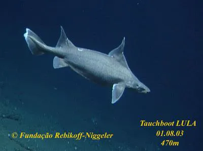 Sailfin roughshark (Oxynotus paradoxus)