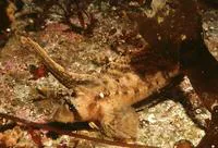 Sailfin sculpin (Nautichthys oculofasciatus)