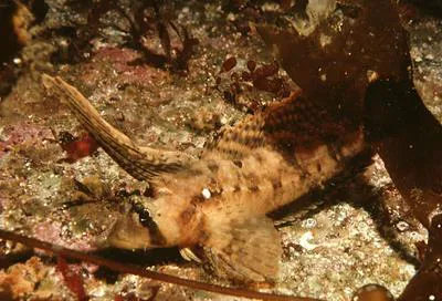 Sailfin sculpin (Nautichthys oculofasciatus)