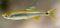 Sailfin shiner (Pteronotropis hypselopterus)