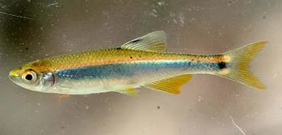 Sailfin shiner (Pteronotropis hypselopterus)