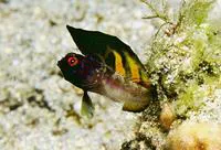 Sailfin signal blenny (Emblemaria piratica)