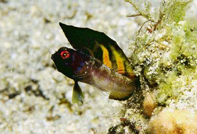 Sailfin signal blenny (Emblemaria piratica)