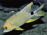 Sailfin snapper (Symphorichthys spilurus)