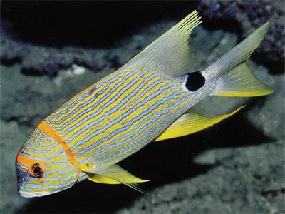 Sailfin snapper (Symphorichthys spilurus)