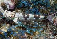 Sailfin stargazer (Platygillellus altivelis)