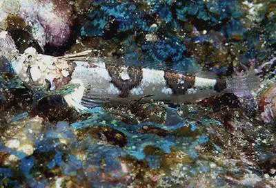 Sailfin stargazer (Platygillellus altivelis)