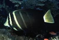 Sailfin tang (Zebrasoma velifer)