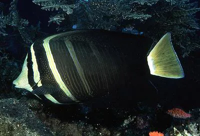 Sailfin tang (Zebrasoma velifer)