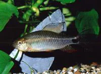 Sailfin tetra (Crenuchus spilurus)