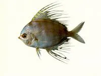 Sailfin velifer (Velifer hypselopterus)