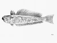 Sailfin weever (Trachinus collignoni)