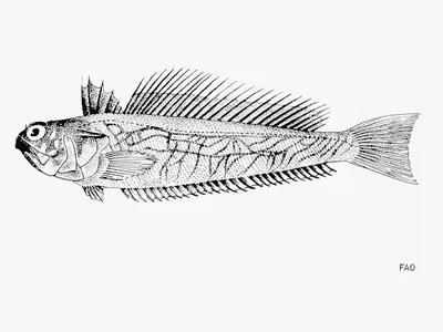 Sailfin weever (Trachinus collignoni)