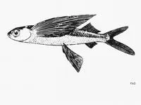 Sailor flyingfish (Prognichthys sealei)