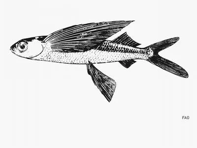 Sailor flyingfish (Prognichthys sealei)