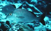 Sailor's grunt (Haemulon parra)