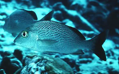 Sailor's grunt (Haemulon parra)