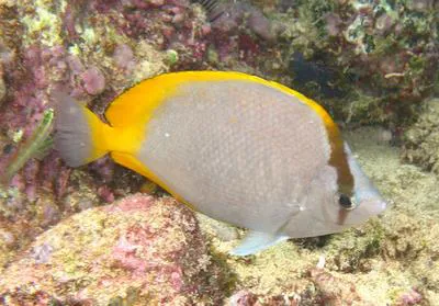 Saint Helena butterflyfish (Chaetodon sanctaehelenae)