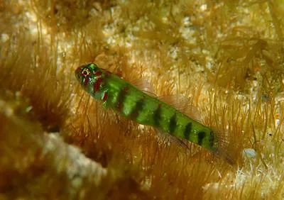 Saipan pygmy goby (Eviota saipanensis)