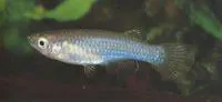 Saisi lampeye (Lacustricola matthesi)
