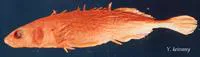 Sakhalin stickleback (Pungitius tymensis)