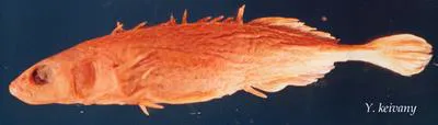 Sakhalin stickleback (Pungitius tymensis)