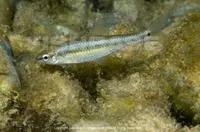 Salado shiner (Notropis saladonis)
