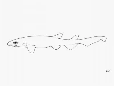 Salamander shark (Parmaturus pilosus)