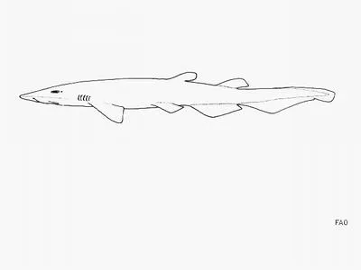 Saldanha catshark (Apristurus saldanha)