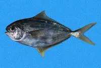 Salema butterfish (Peprilus snyderi)