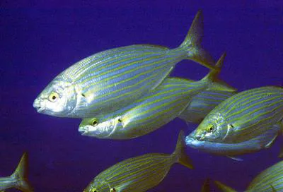 Salema (Sarpa salpa)