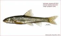 Salgir gudgeon (Gobio krymensis)