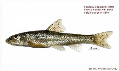 Salgir gudgeon (Gobio krymensis)
